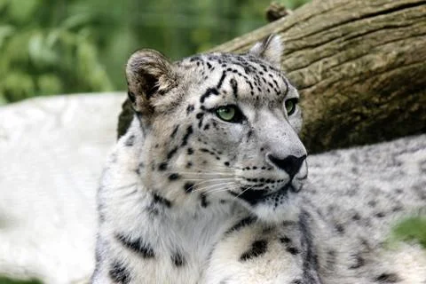 Snow Leopard Stock Photos