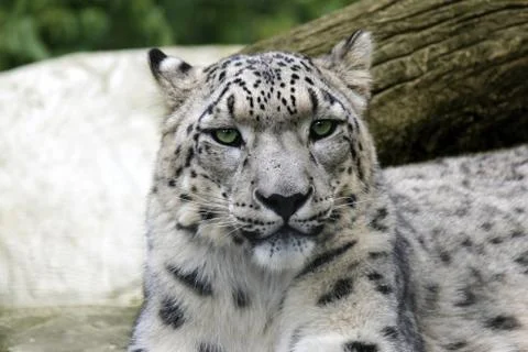 Snow Leopard Stock Photos
