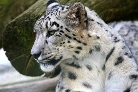 Snow Leopard Stock Photos