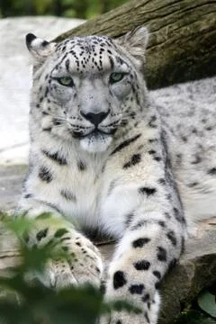 Snow Leopard Stock Photos