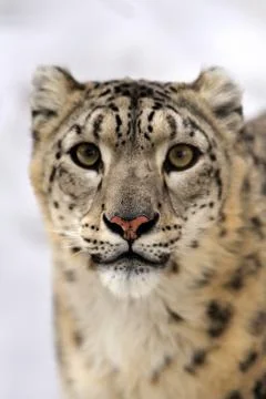 Snow leopard Stock Photos