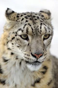 Snow leopard Stock Photos
