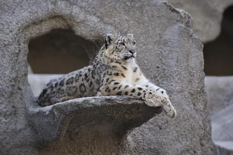 Snow leopard Stock Photos