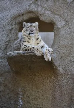Snow leopard Stock Photos