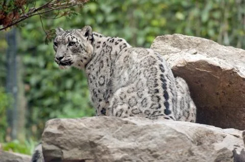 Snow leopard Stock Photos