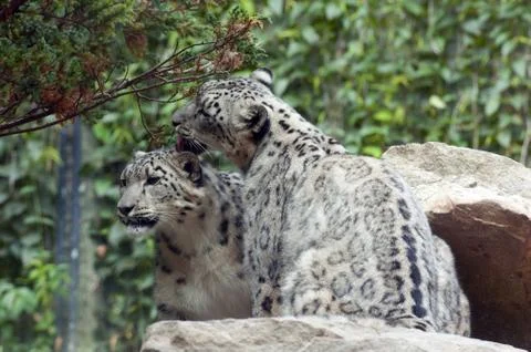 Snow leopard Stock Photos