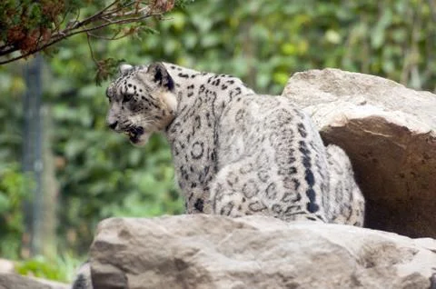 Snow leopard Stock Photos