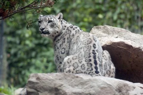 Snow leopard Stock Photos
