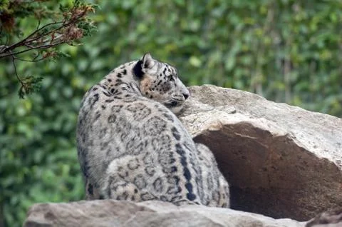 Snow leopard Stock Photos