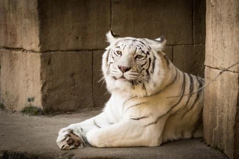 Snow Leopard Stock Photos