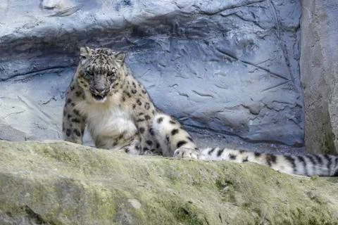 Snow leopard Stock Photos