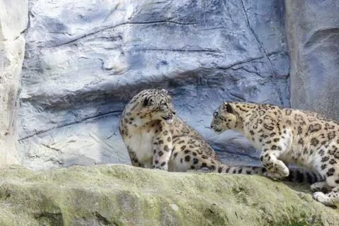 Snow leopard Stock Photos