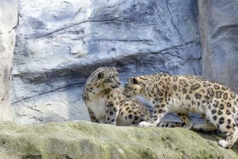 Snow leopard Stock Photos