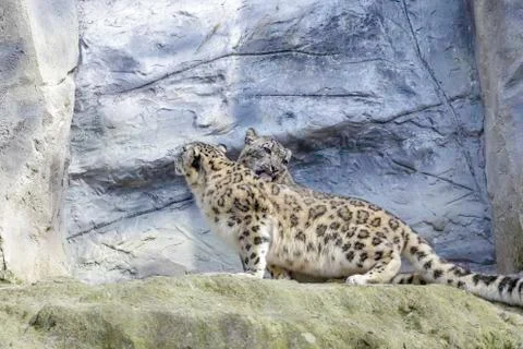 Snow leopard Stock Photos