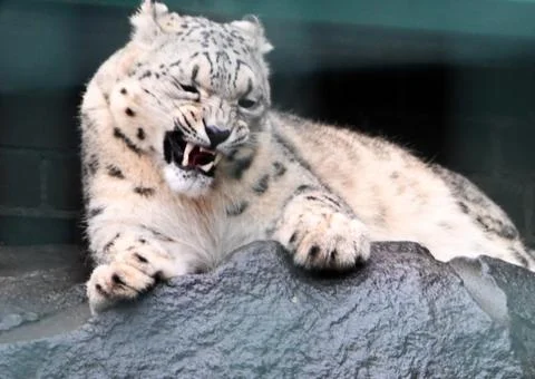 Snow leopard Stock Photos