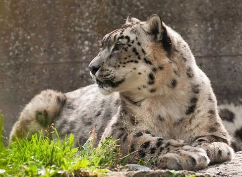 Snow leopard Stock Photos
