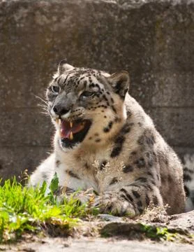 Snow leopard Stock Photos