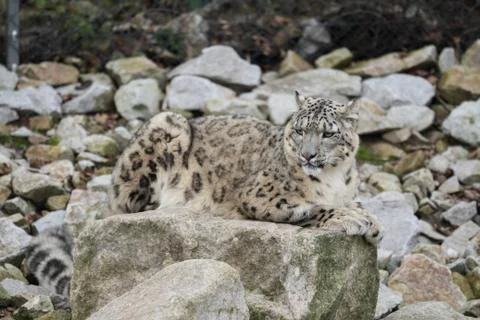Snow leopard Fotos Stock