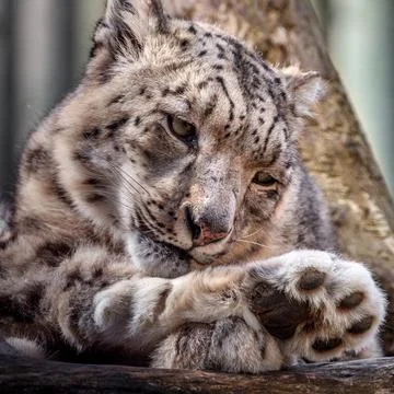 Snow leopard 스톡 사진