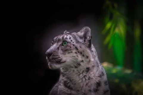 Snow leopard. 스톡 사진