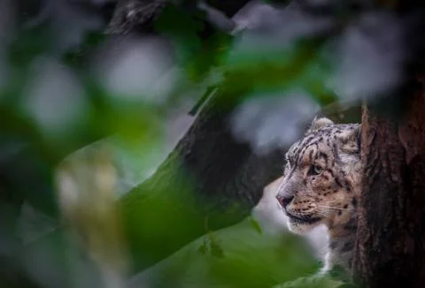 Snow leopard. Stock Photos