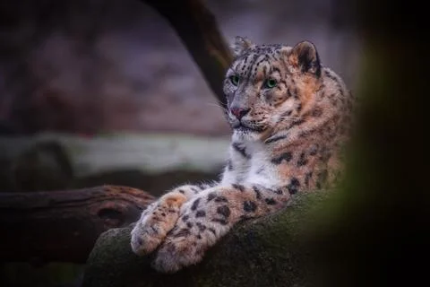 Snow leopard. Stock Photos
