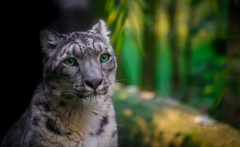 Snow leopard. Stock Photos