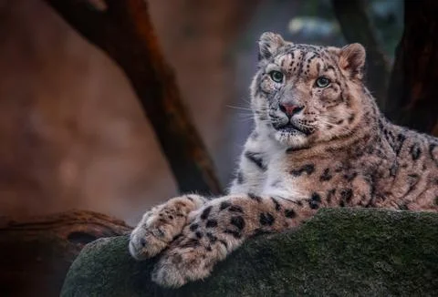 Snow leopard Stock Photos
