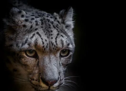 Snow leopard. Stock Photos