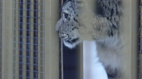 Snow leopard pokes head through vertical metal bars Stock Footage 321772411