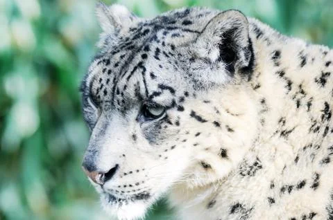 Snow leopard portrait Stock Photos