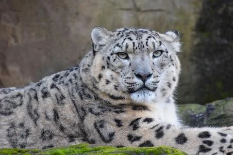Snow leopard portrait Stock Photos