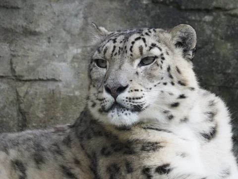Snow leopard portrait Stock Photos