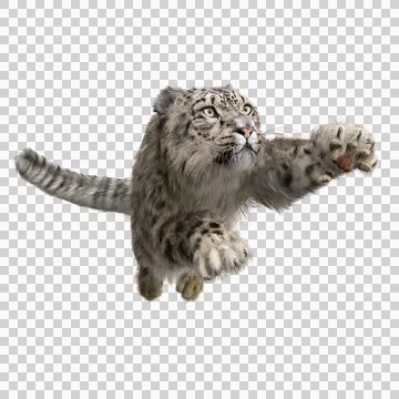 Snow Leopard pouncing. 3D illustration isolated on transparent background. Stock Illustration