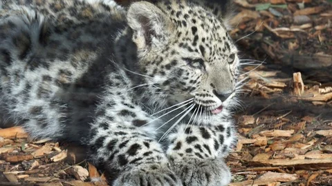 Snow leopard puppy  Stock Footage 86952218