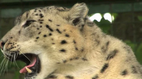 Snow Leopard relaxing, browsing and yawning, RARE Endangered Big Cat Stock Footage 64190555
