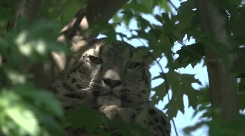 Snow Leopard Relaxing on A Tree, Turn Head in Slow Motion Stock-Footage 64891879