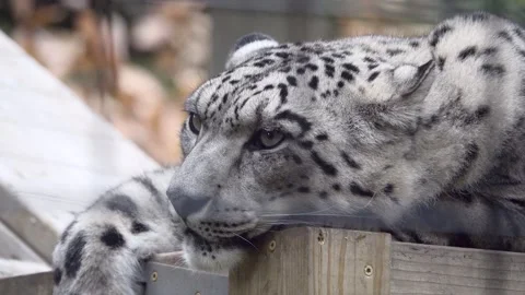 A Snow Leopard Relaxing in a Zoo Stock Footage 257663084