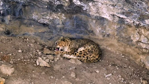 Snow Leopard Resting and Grooming in Rocky Mountain Cave 4k Telephoto Stock Footage 338260760