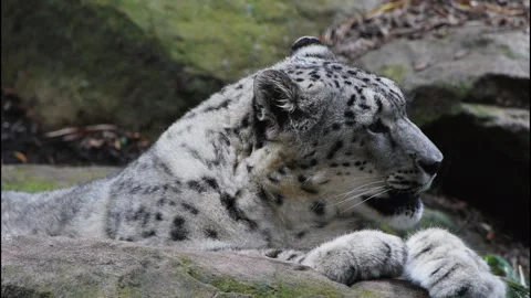 Snow leopard resting Stock Footage 132472128