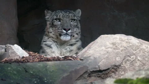 Snow Leopard Resting Stock Footage 276952680
