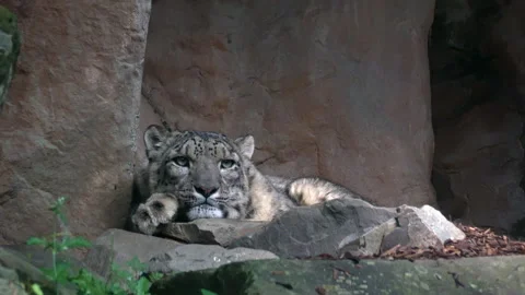 Snow Leopard Resting Stock Footage 276952697