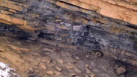 Snow Leopard Resting in Himalayan Mountain Cave 4k Drone View Stock Footage 338260752