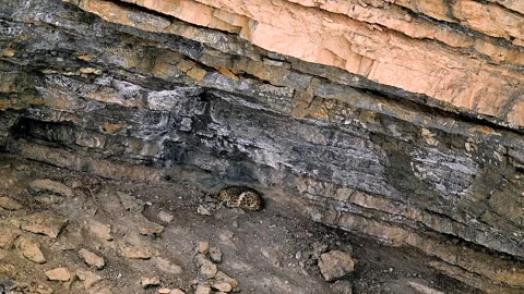 Snow Leopard Resting in Himalayan Rocky Ledge 4k Telephoto Shot Stock Footage 338260899