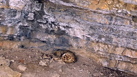 Snow Leopard resting in his den during a Himalayan snowstorm Stock-Footage 300951145