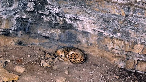 Snow Leopard resting in his den during a Himalayan snowstorm Stock-Footage 300951171
