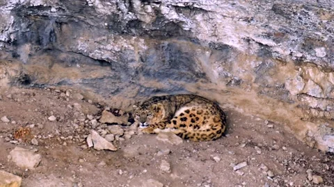 Snow Leopard resting in his den during a Himalayan snowstorm Stock-Footage 300951323