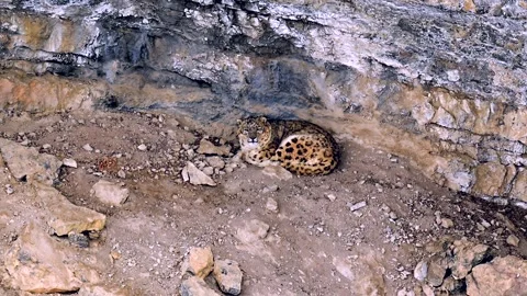 Snow Leopard resting in his den during a Himalayan snowstorm Stock-Footage 300951384
