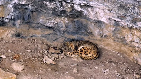 Snow Leopard resting in his den during a Himalayan snowstorm Stock-Footage 300951415