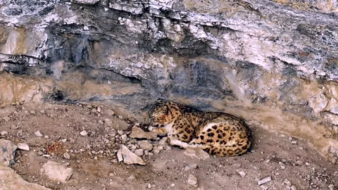 Snow Leopard resting in his den during a Himalayan snowstorm 스톡 동영상 300951434